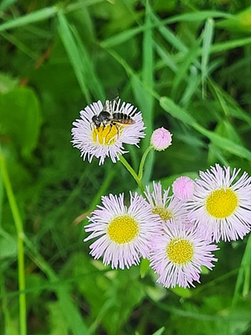 Asters and bees