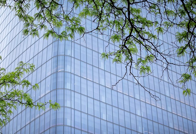 Canopy