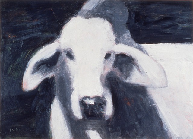Brahman Bull at Night