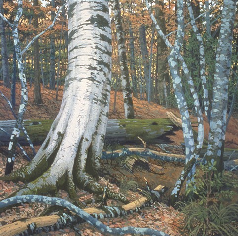 White Beech