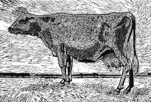 Delta Cow