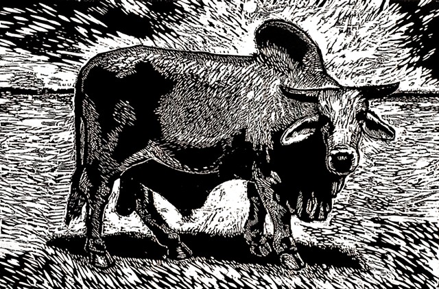 Brahman Bull II