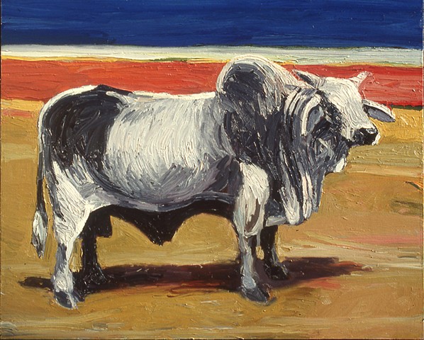 Brahman Bull on the Gulf Coast