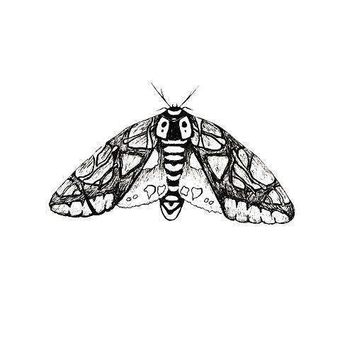 Etched Moth 