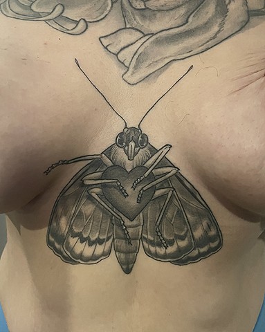 Moth Sternum
