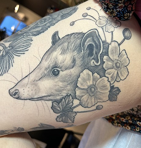 Possum thigh