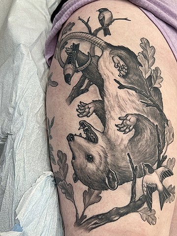 Possum & friends. 