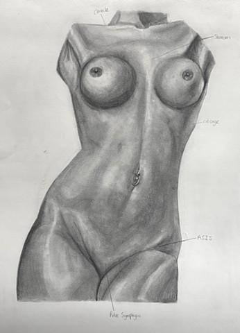 Torso Study