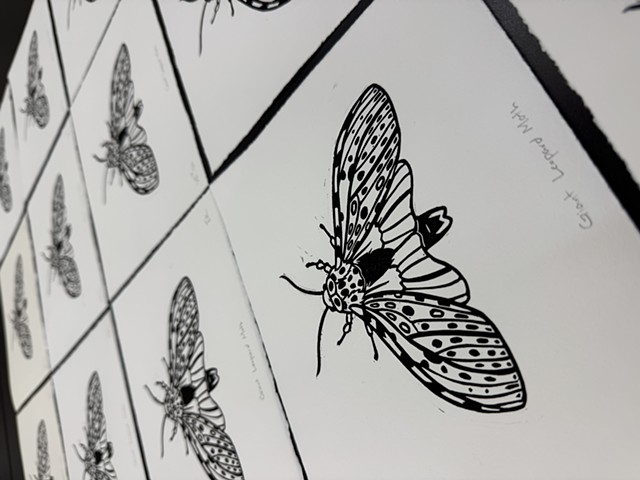 Giant Leopard Moth Editions