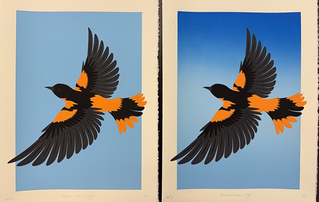 Baltimore Oriole in Flight (2026)