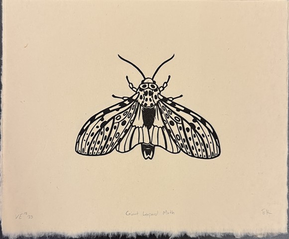 Giant Leopard Moth on Natural Kitikata Paper