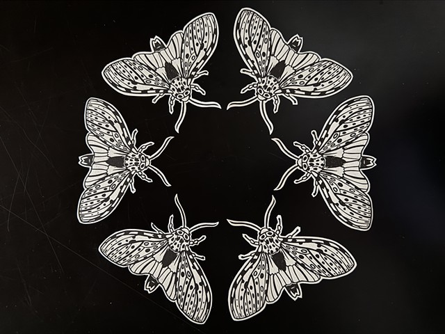 Moth Migration Project (MMP)