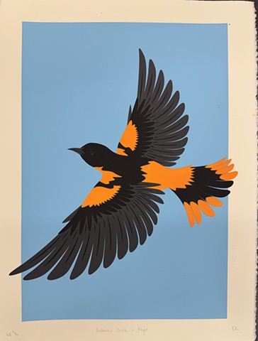 Baltimore Oriole in Flight