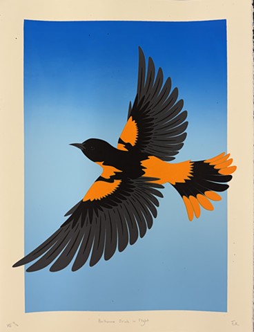 Baltimore Oriole in Flight