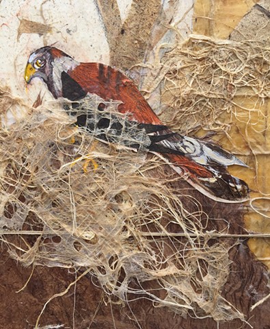 The Kestrel-bird detail