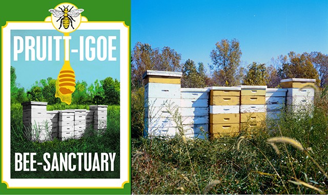 The Pruitt-Igoe Bee Sanctuary