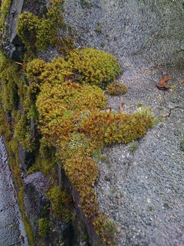 Faerie Moss, View One