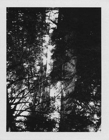 Cedar in Shadows. 10.29.08