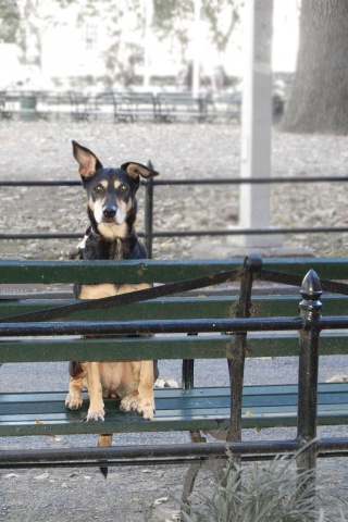 Dog - Washington Square Park