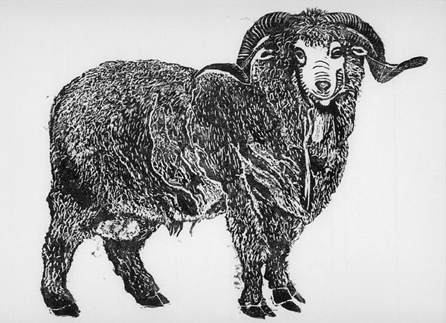 Merino Ram