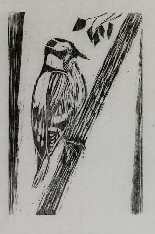 Downey Woodpecker