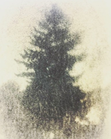 Tree I. (Lakeview Cemetery Seattle) 