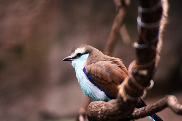 African Racquet Tailed Roller