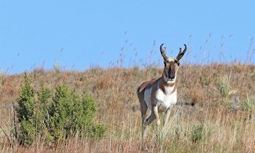 Pronghorn Antelope