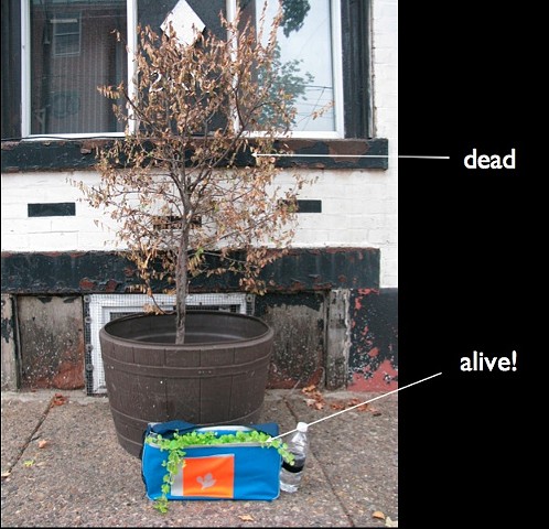 Plant Backpack vs Dead Plant 