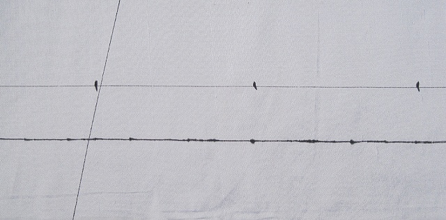 birds