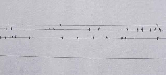 bird music