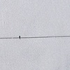 lone