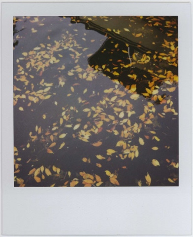 Leaves in the Water