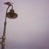 Seagull on Lampost