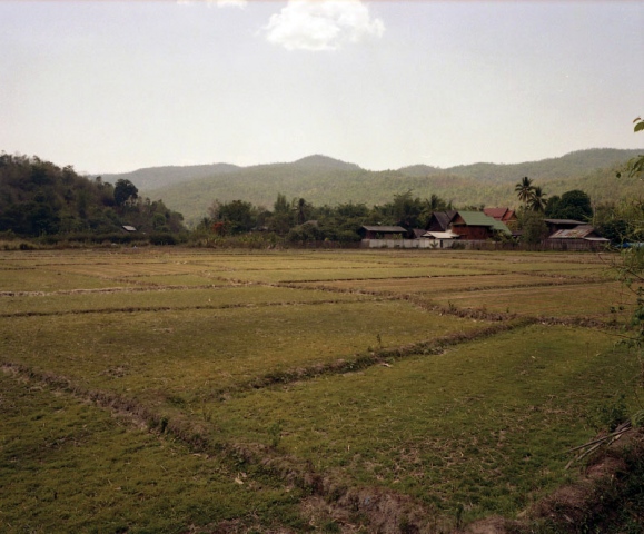 Rice Fields, Thailand