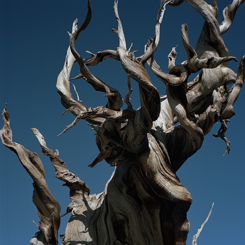 Part 1 - Circle 7
Here nest the odious Harpies/The wood cries out and blood flows
(Bristlecone Pine, White Mountains, California)
