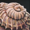 shell 2
