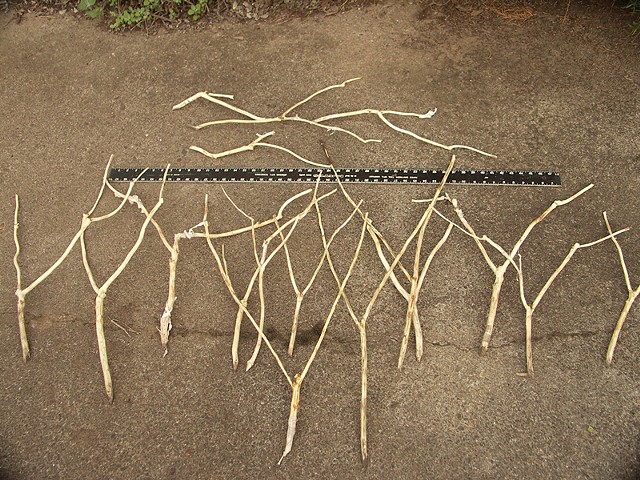 17 Divining Rods laid out (some working, some not)