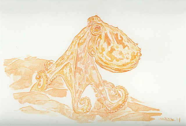 Curled Octopus (Eledone-cirrhosa)