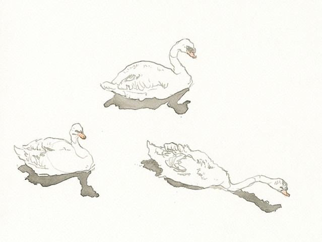 Trio of Swans