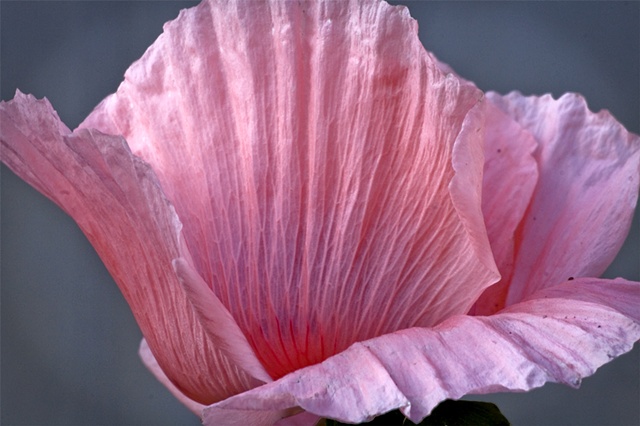 Pink Shell Poppy