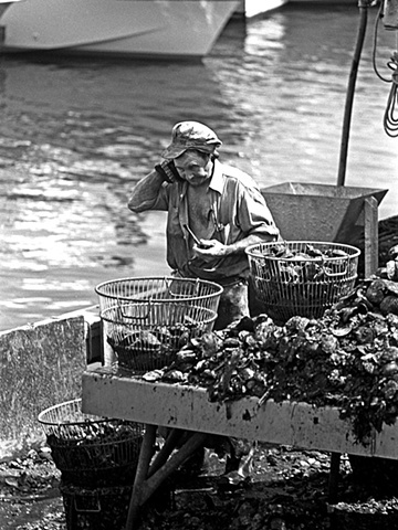 Oyster Harvesting