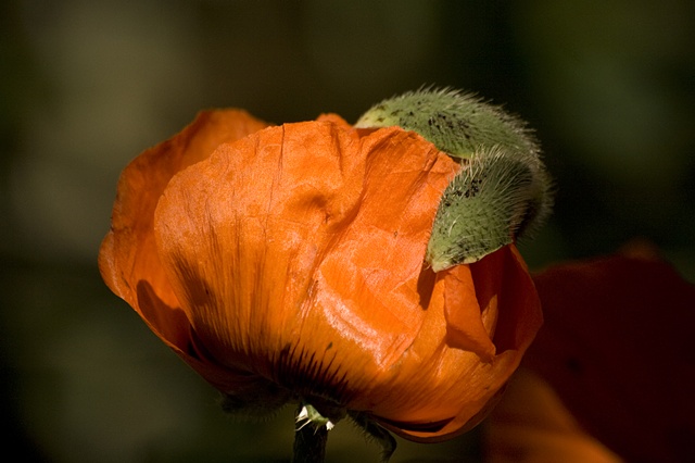Red Poppy with Hat