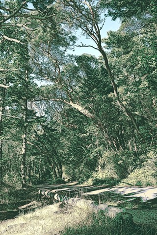 The Road at Washington Park