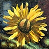 Square Sunflower
