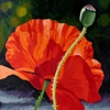 Poppies 3