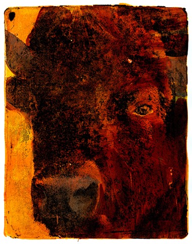 Buffalo Stare