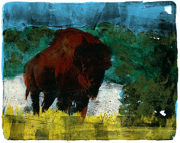 Buffalo Bull