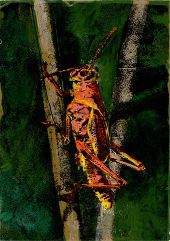 Eastern Lubbar Grasshopper