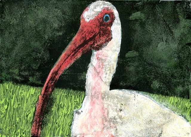 White Ibis